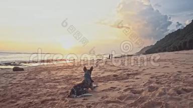 日落时<strong>分</strong>，一只善良的狗躺在海滩上，摇着尾巴，盯着远处。 海上<strong>暑假</strong>旅游